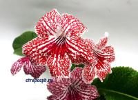 Franken Red stripes (дет) - С165