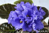 ЕК-Лестница в Небо (стандарт) (л/ук) - код  Ф611 **