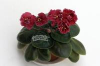 РС-Корсика (миниатюра) (л/ср) - код Ф940