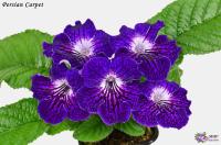 Persian Carpet (дет) - С147