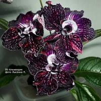 DS-Альмандин (дет) - код С014