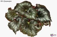 DS-Лукоморь (дет) - код Б043