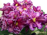 РС-Зорро (стандарт) (дет) - код Ф618 **