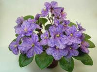 Rob's Calypso Beat (миниатюра) (л/ср) - код Ф143