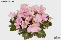 Ф-Японский Сад (миниатюра) (л/ср) - код Ф886 **