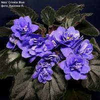 Ness' Crinkle Blue (миниатюра) (л/ук) - код Ф310 **