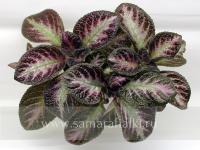 Spring Symphony (сталон срез) - код Э014