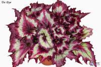 Tie Dye (л/ср) - код Б011 Tie Dye (л/ср) - код Б011