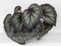 СВ-Индия (л/ср) - код Б101