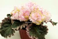 АВ-Роскошная Жизнь (стандарт) (л/ук) - код Ф844