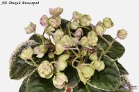 ЛЕ-Дикий Виноград (стандарт) (л/ук) - код Ф216 **