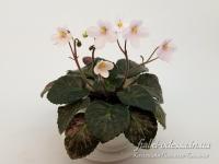 Saintpaulia diplotricha Parker mosaic (трейлер) (л/ук) - код Ф983 Saintpaulia diplotricha Parker mosaic (трейлер) (л/ук) - код Ф983