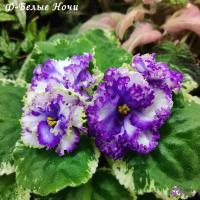 Ф-Белые Ночи (стандарт) (л/ук) - код Ф215