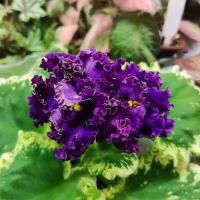 КО-Минерва (стандарт) (л/ук) - код Ф201