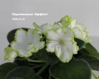 СМ-Парниковый Эффект (стандарт) (л/ук) - код Ф981 **