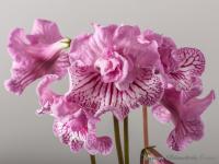 DS-Розовый Фламинго, 1297 (дет) - код С043