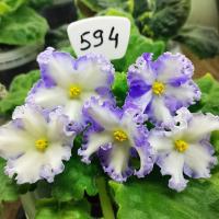 РМ-Франческа (стандарт) (л/ук) - код Ф594