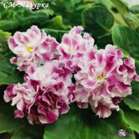 СМ-Мазурка (стандарт) (л/ук) - код Ф418 **