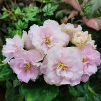 АВ-Ожерелье Королевы (стандарт) (л/ук) - код Ф448