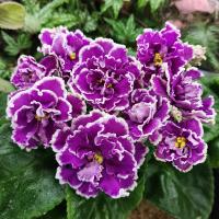 АВ-Махровая Петуния (стандарт) (л/ук) - код Ф863