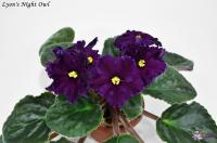 Lyon's Night Owl (стандарт) (л/ук) - код  Ф082 **