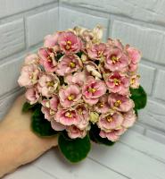 Hunter's Coral Cares (миниатюра) (л/ср) - код Ф734