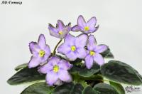 АВ-Готика (стандарт) (л/ук) - код Ф226