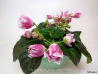 РМ-Волшебный Тюльпан (стандарт) (л/ук) - код Ф420