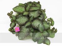 Pink Panter (сталон срез) - код Э043