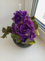 АВ-Черный лес (стандарт) (л/ук) - код Ф650