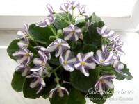 7-Белок (стандарт-химера) (п/ук) - код Ф066