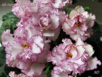 АВ-Наташа Ростова (стандарт) (л/ук) - код Ф367 **