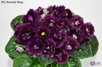 NS-Легенда Века (стандарт) (л/ук) - код Ф574