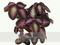 Northern Light (сталон срез) - код Э038