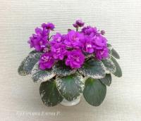 Honey Berry (миниатюра) (л/ср) - код Ф551 **