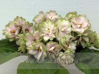 ЕК-Озеро Лотосов (стандарт) (л/ук) - код Ф487