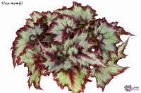 Uzu-momiji (дет) - код Б145