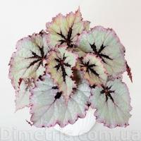 DS-Зеркальная (л/ср) - код Б085