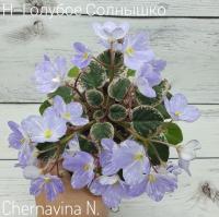 Н-Голубое Солнышко (миниатюра) (л/ср) - код Ф252 **