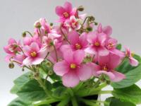 Jolly Splashy (миниатюра) (л/ср) - код Ф759