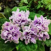 АВ-Дамасская Роза (стандарт) (л/ук) - код Ф470