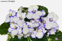 Lonestar Twilight (стандарт) (л/ук) - код Ф304 **