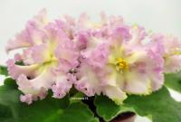 РМ-Солнышко Июля (стандарт) (л/ук) - код Ф566