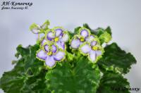 АН-Копеечка (стандарт) (л/ук) - код Ф128