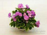 Kentucky Rambler (трейлер) (л/ук) - код Ф1019