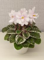 Лао-Осколки Нежности (миниатюра) (л/ср) - код Ф647