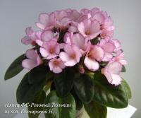 ФС-Розовый тюльпан (миниатюра) (л/ср) - код Ф725 **