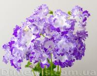 DS-2422 (дет) - С137