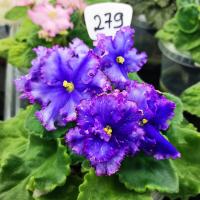 НД-Бабочка Морфо (стандарт) (л/ук) - код Ф279 **