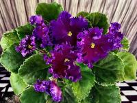 МТ-Тёмный Рыцарь (стандарт) (л/ук) - код Ф842